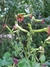 Nicotiana Tinkerbell