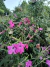 Imagen de Combo "Cottage Flowers", El Jardín de Cabaña