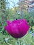 Papaver somniferum Lauren´s Grape en internet