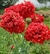 Papaver Somniferum Peonia "Scarlet" en internet
