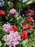 Papaver Somniferum Peonia en internet