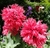 Papaver Somniferum Peonia