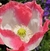 Papaver somniferum mix - Junto a las Rosas
