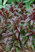 Penstemon digitalis "red husker" - comprar online