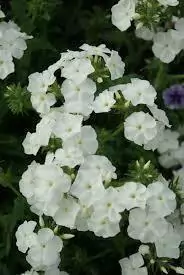 Phlox drummondii grandiflora 'Alba'