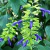 Salvia mexicana 'Limelight'