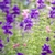 Salvia viridis ´Oxford Blue´ - comprar online