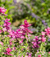 Salvia viridis ´Pink Sundae´ - comprar online