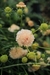 Scabiosa Atropurpúrea 'Fata Morgana Apricot' - comprar online
