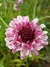 Scabiosa Atropurpúrea 'Beaujolais Bonnets'