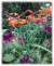 Scabiosa atropurpurea mix (todos los colores)