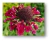 Scabiosa atropurpurea mix (todos los colores) en internet