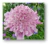 Scabiosa atropurpurea mix (todos los colores) - Junto a las Rosas