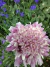 Scabiosa atropurpurea mix (todos los colores)