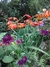 Scabiosa Atropurpúrea Black Knight - comprar online