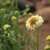 Scabiosa Atropurpúrea 'Fata Morgana Cream'
