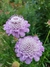Combo Siembra Otoño 2: " El Jardin Saludable" (Amarillos y Violetas) - comprar online