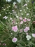 Silene coronaria oculata - Junto a las Rosas