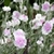 Combo "Romantic Garden" - comprar online