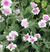 Silene coronaria oculata - comprar online