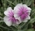 Silene coronaria oculata