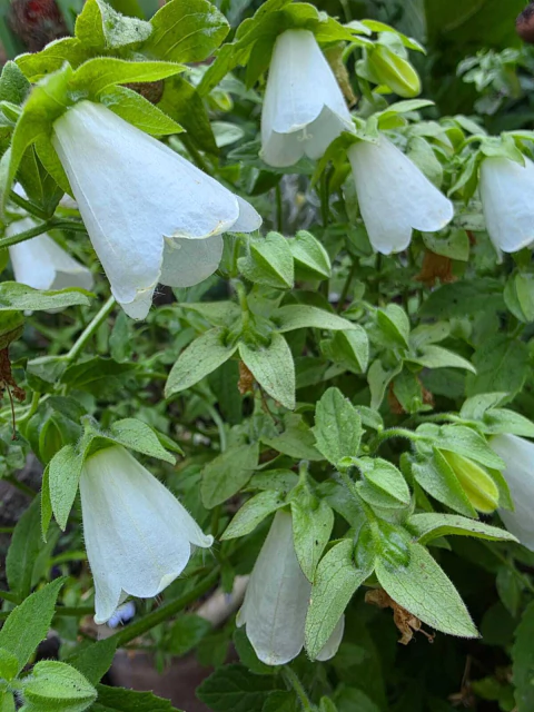 Symphyandra Pendula (Campanula pendula) - (20 semillas)
