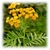 Tanacetum vulgare
