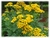 Tanacetum vulgare - comprar online