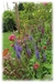 Teucrium hircanicum - comprar online