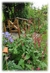 Teucrium hircanicum en internet