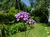 Verbena Bonariensis - comprar online