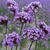 Verbena Bonariensis en internet