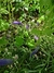 Veronica Spicata - comprar online