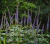 Veronicastrum sibiricum