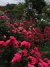 Curso "El Cultivo de la Rosa" - INDIVIDUAL - comprar online