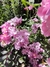 Curso: "Rosas Híbridos de Té, Grandifloras, Floribundas y Polyanthas" - INDIVIDUAL - comprar online
