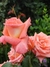 Imagen de Curso: "Rosas Híbridos de Té, Grandifloras, Floribundas y Polyanthas" - INDIVIDUAL
