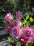 Curso: "Rosas Híbridos de Té, Grandifloras, Floribundas y Polyanthas" - INDIVIDUAL