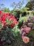 Curso: "Rosas Híbridos de Té, Grandifloras, Floribundas y Polyanthas" - INDIVIDUAL - tienda online