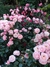 Curso: "Rosas Híbridos de Té, Grandifloras, Floribundas y Polyanthas" - INDIVIDUAL en internet