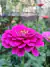 Zinnia elegans Mix - comprar online