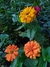 Imagen de Zinnia elegans Mix