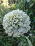 Zinnia elegans 'Benary's Giant White' - comprar online