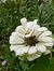 Zinnia elegans 'Benary's Giant White' - Junto a las Rosas