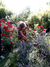 Imagen del carrusel Junto a las Rosas