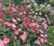 Imagen del carrusel Junto a las Rosas