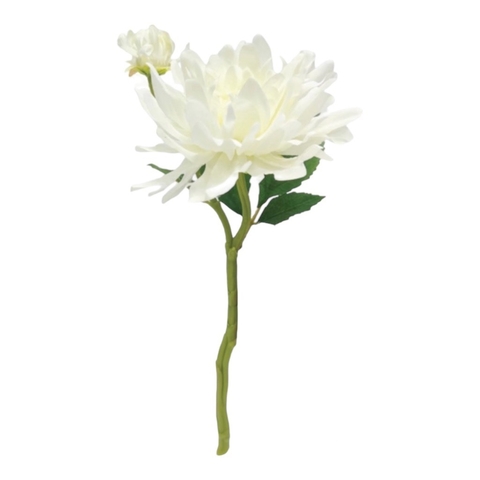 VARA DALIA WHITE
