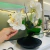 ORQUÍDEA NADINE en internet