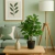 PLANTA WATERCRESS - comprar online