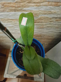 Phalaenopsis Cornu Cervi Red x Jungle - loja online